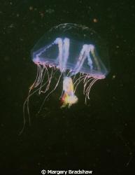 Jelly fish at Ft. Weathrill Jamestown, RI by Margery Bradshaw 